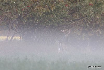 Whitetail deer Chevreuil Cerf de Virginie-26.JPG