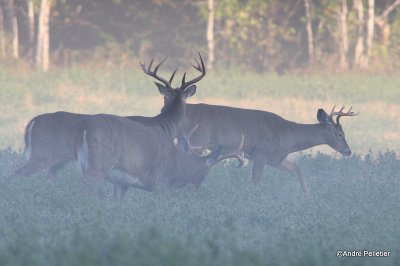 Whitetail deer Chevreuil Cerf de Virginie-27.JPG