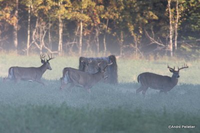 Whitetail deer Chevreuil Cerf de Virginie-29.JPG