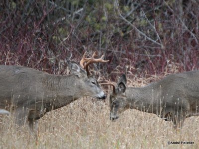 Chevreuil Cerf de Virgine Whitetail deer-83.JPG