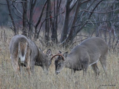 Chevreuil Cerf de Virgine Whitetail deer-92.JPG