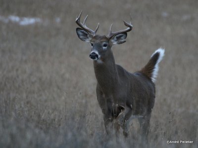 Chevreuil Cerf de Virgine Whitetail deer-135.JPG