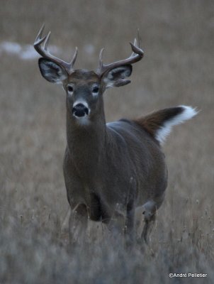 Chevreuil Cerf de Virgine Whitetail deer-138.JPG