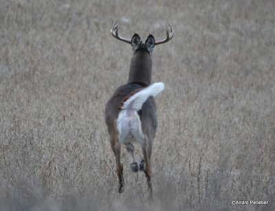 Chevreuil Cerf de Virgine Whitetail deer-147.JPG