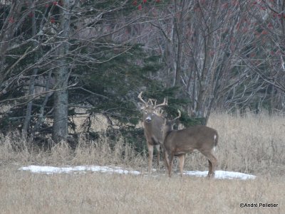 Chevreuil Cerf de Virgine Whitetail deer-121.JPG