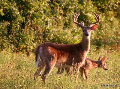 Chevreuil Cerf de Virgine Whitetail deer-37.JPG