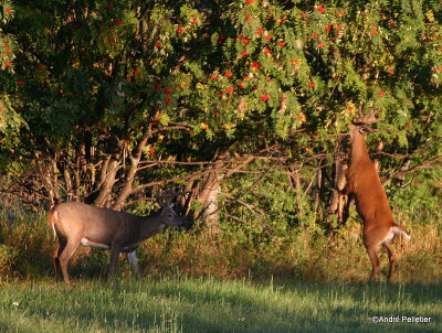 Chevreuil Cerf de Virgine Whitetail deer-30.JPG