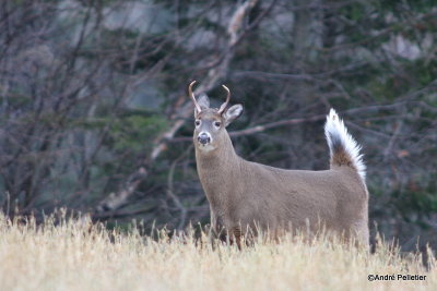 Whitetail deer Chevreuil Cerf de Virginie-38.JPG