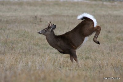 Whitetail deer Chevreuil Cerf de Virginie-41.JPG