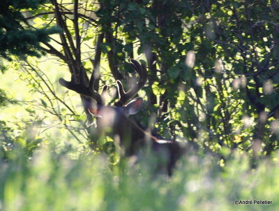 Chevreuil Cerf de Virgine Whitetail deer-16.JPG