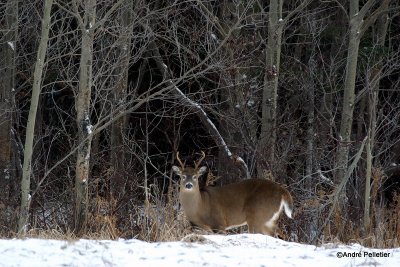 Chevreuil Cerf de Virgine Whitetail deer-2.jpg