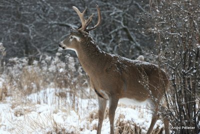 Parc rgional de Longueuil Qubec Canada-14.JPG