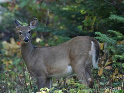 Whitetail deer  Cerf de Virginie chevreuil-2.JPG