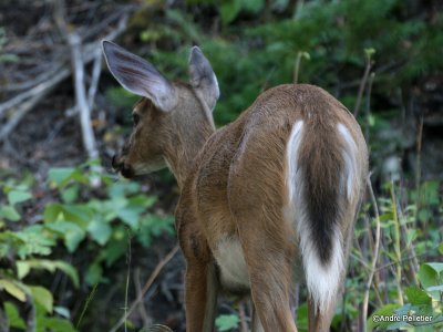 Whitetail deer  Cerf de Virginie chevreuil-3.JPG