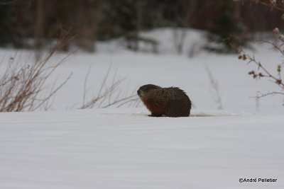 IMG_7682.JPG