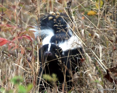 Skunk / Mouffette