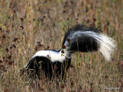 Skunk / Mouffette