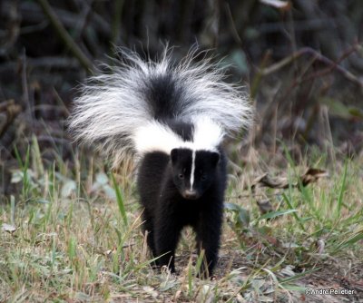 Skunk / Mouffette