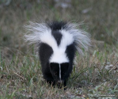 Skunk / Mouffette