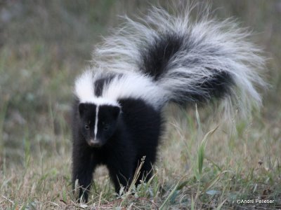 Skunk / Mouffette