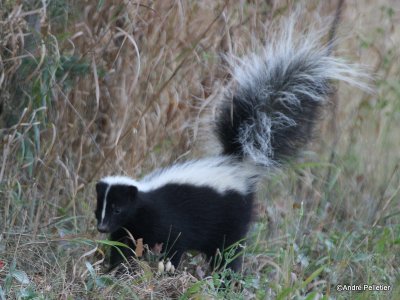 Skunk / Mouffette