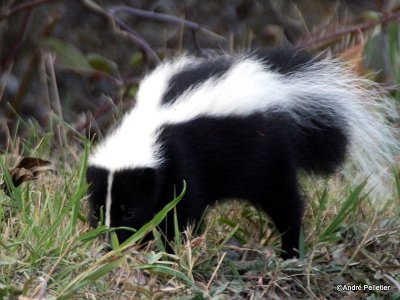 Skunk / Mouffette