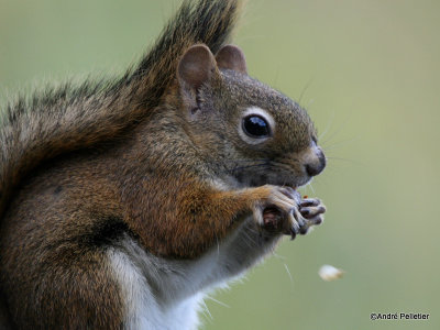 Red squirrel / cureuil roux