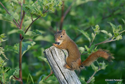 Red squirrel / cureuil roux