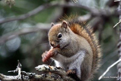 Red squirrel / cureuil roux