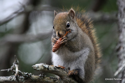 Red squirrel / cureuil roux