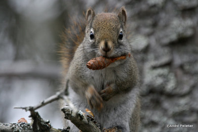 Red squirrel / cureuil roux