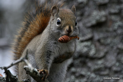 Red squirrel / cureuil roux