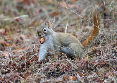 Red squirrel / cureuil roux