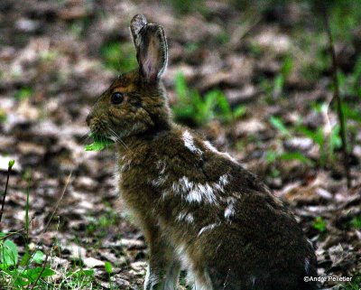 Snowshoe Hare / Livre d'Amrique