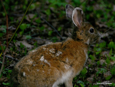 Snowshoe Hare / Livre d'Amrique