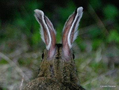 Snowshoe Hare / Livre d'Amrique