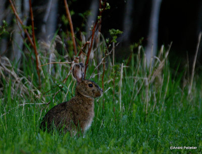 Snowshoe Hare / Livre d'Amrique