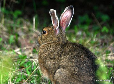 Snowshoe Hare / Livre d'Amrique