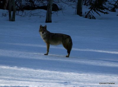 Coyote-3.jpg