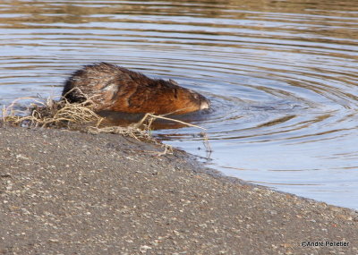 Muskrat  Rat musqu-1.JPG