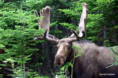 Newfoundland / Terre-Neuve