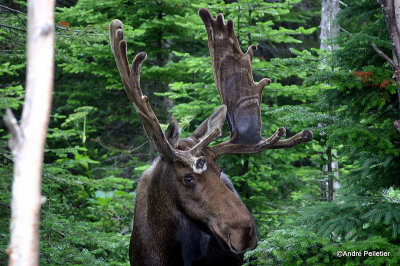 Moose / Orignal