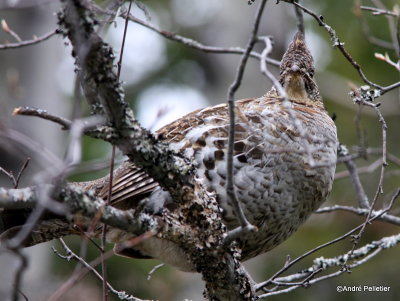 Ruffed grouse / Glinotte huppe