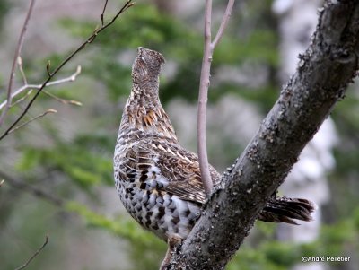 Ruffed grouse / Gélinotte huppée