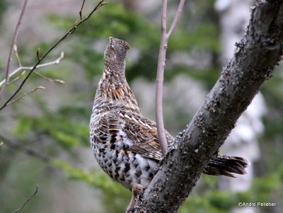 Ruffed grouse / Glinotte huppe