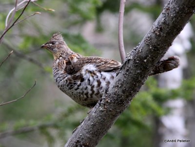 Ruffed grouse / Glinotte huppe