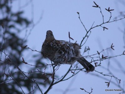 Ruffed grouse / Gélinotte huppée