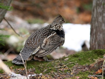 Ruffed grouse / Glinotte huppe