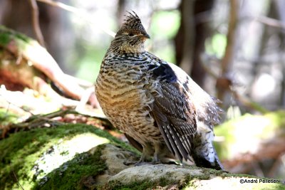 Ruffed grouse / Glinotte huppe