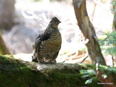 Ruffed grouse / Glinotte huppe